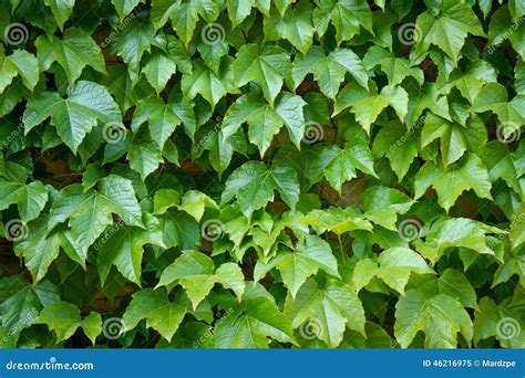 Clinging part of ivy [ Figgerits Answers ] .